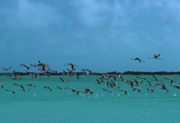 Flamingos In Curacao