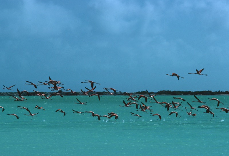 Flamingos In Curacao