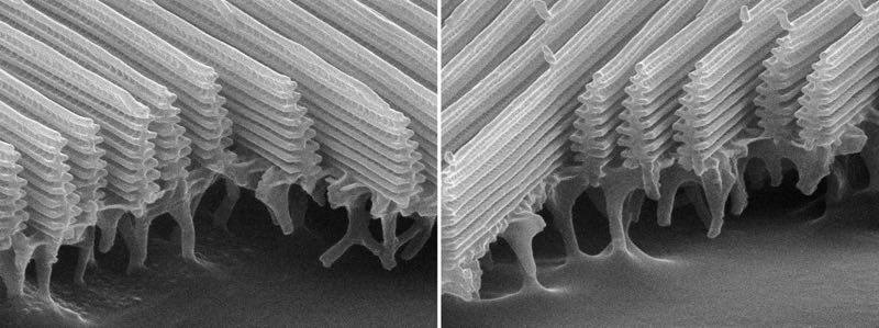 Butterfly Wing Scale Ridge