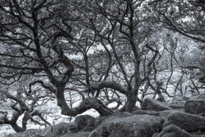 Ancient Trees